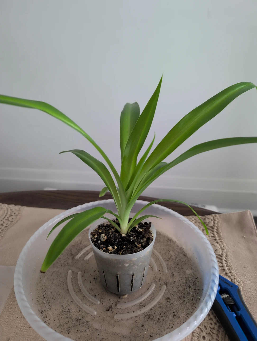 Spider plant D