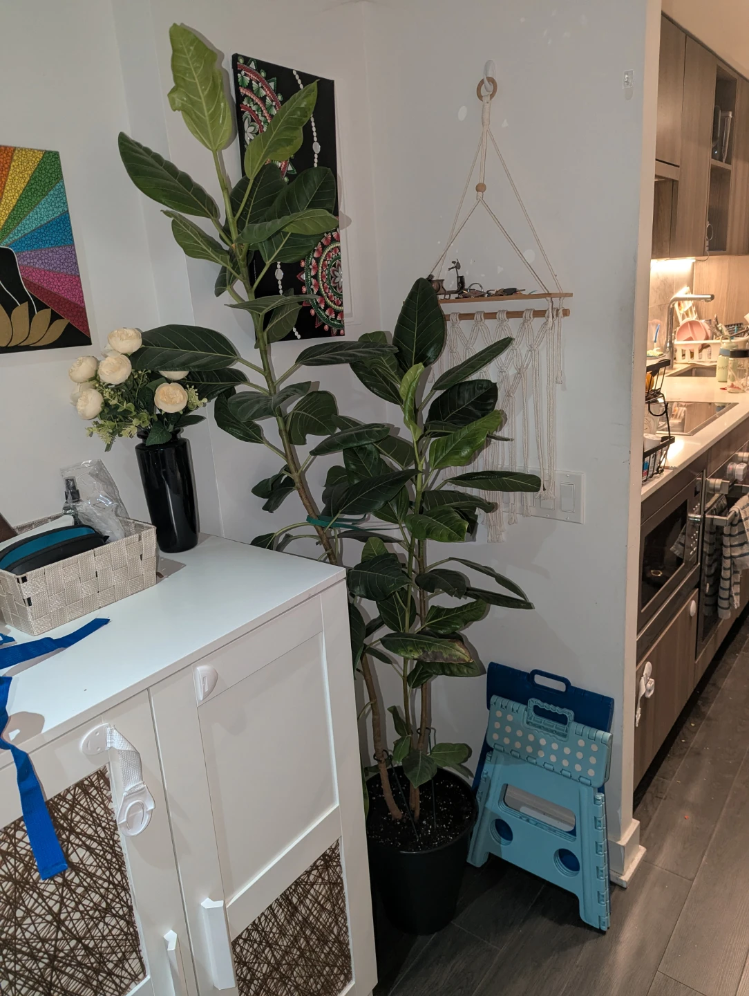 Large Rubber plant