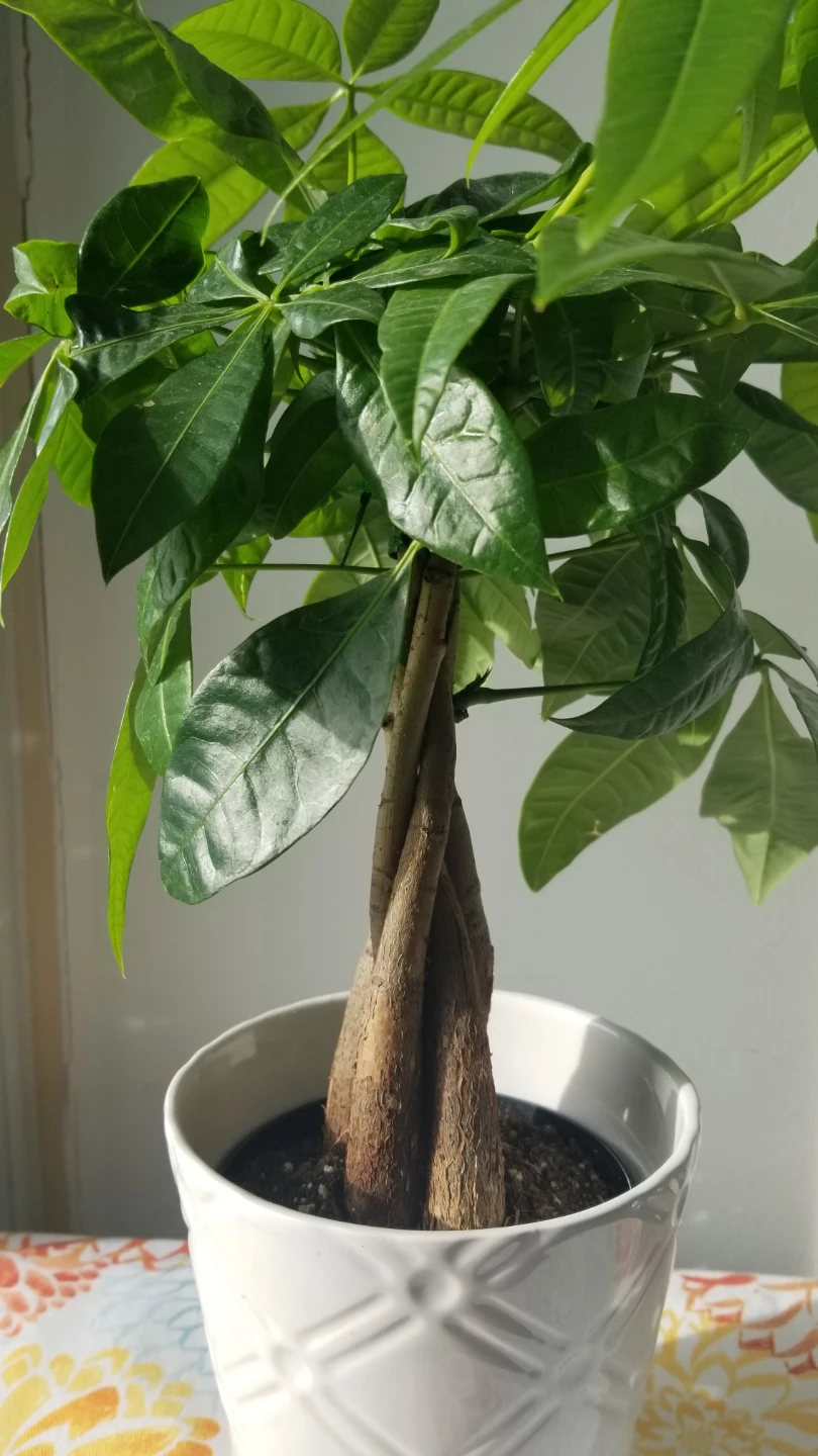 Money Tree Plant + White Ceramic Pot - photo 2