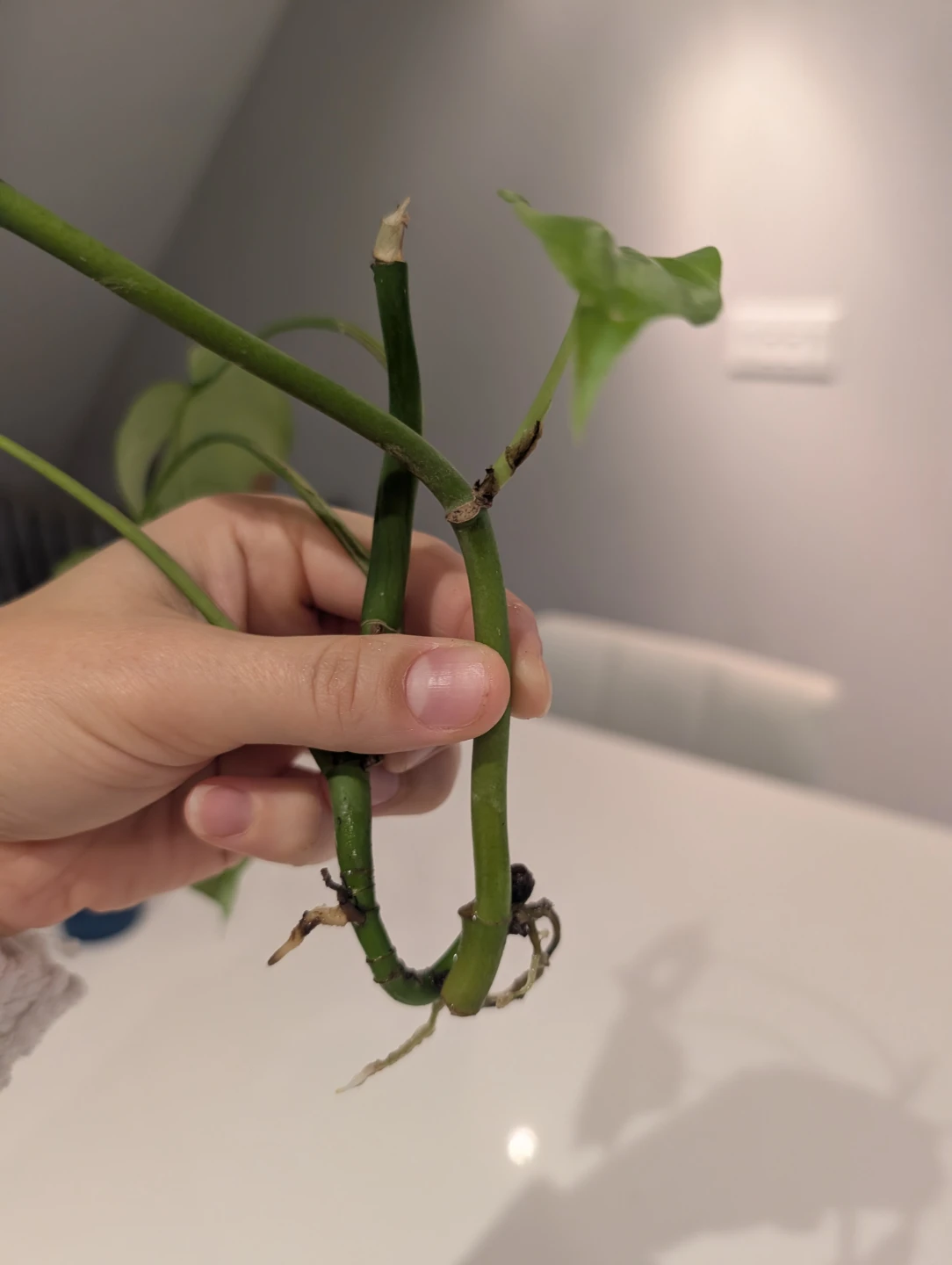 Rhaphidophora Tetrasperma 2 x Cuttings - photo 4