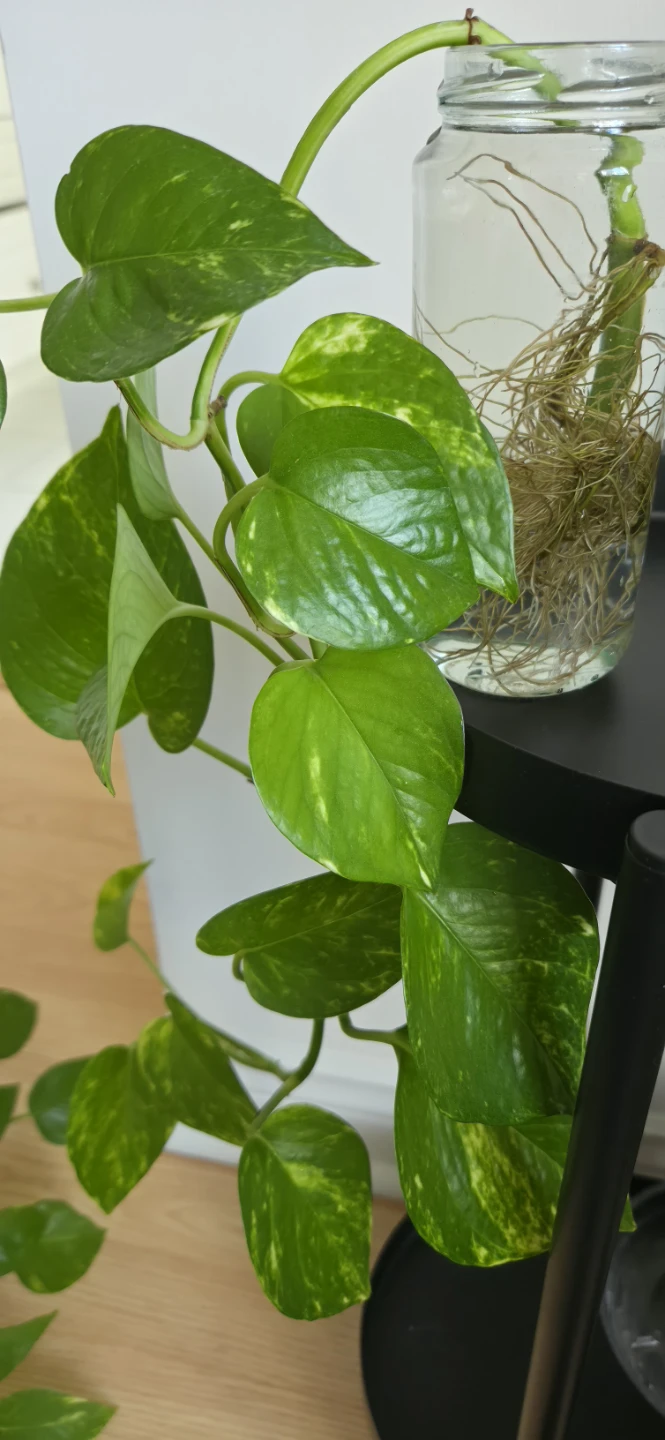 Trailing Pothos in Glass Jar🌿🌿 - photo 3