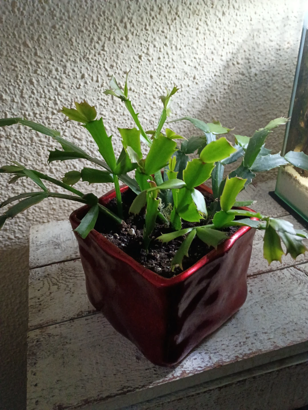 Thanksgiving Cactus in Red Pot - photo 3