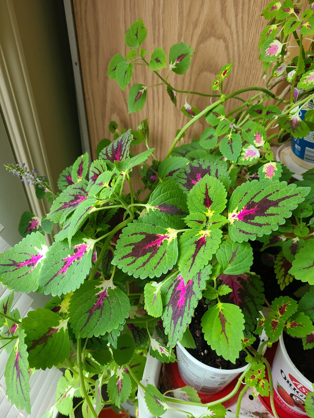 Different Size Coleus houseplant( from $15 to $45) - photo 2