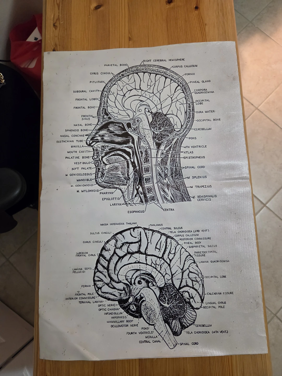 Anatomical brain, heart, plane prints, neuroscience poster - photo 4