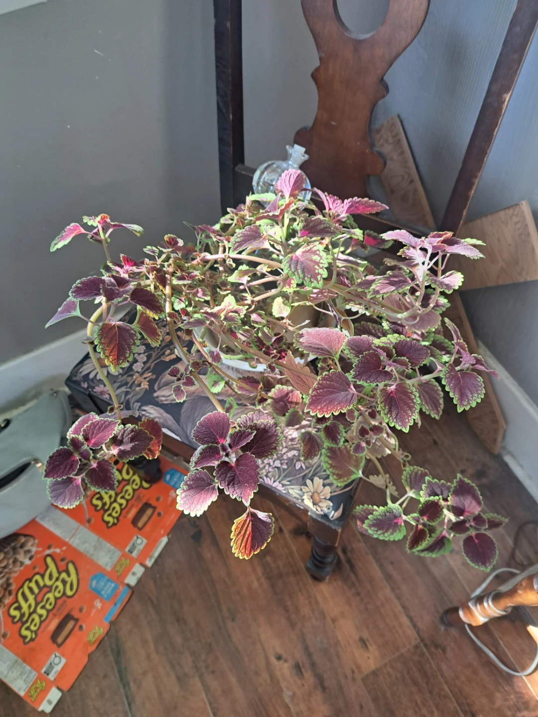 Coleus and Spider Plant - photo 2