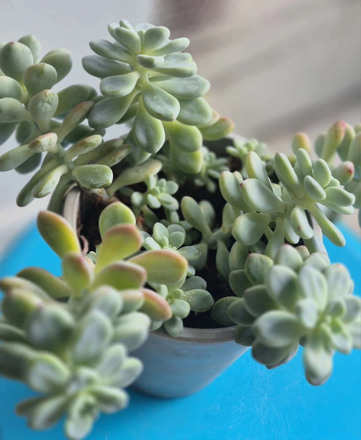 🔥The price is low.🔥Potted Succulent Plant - photo 2