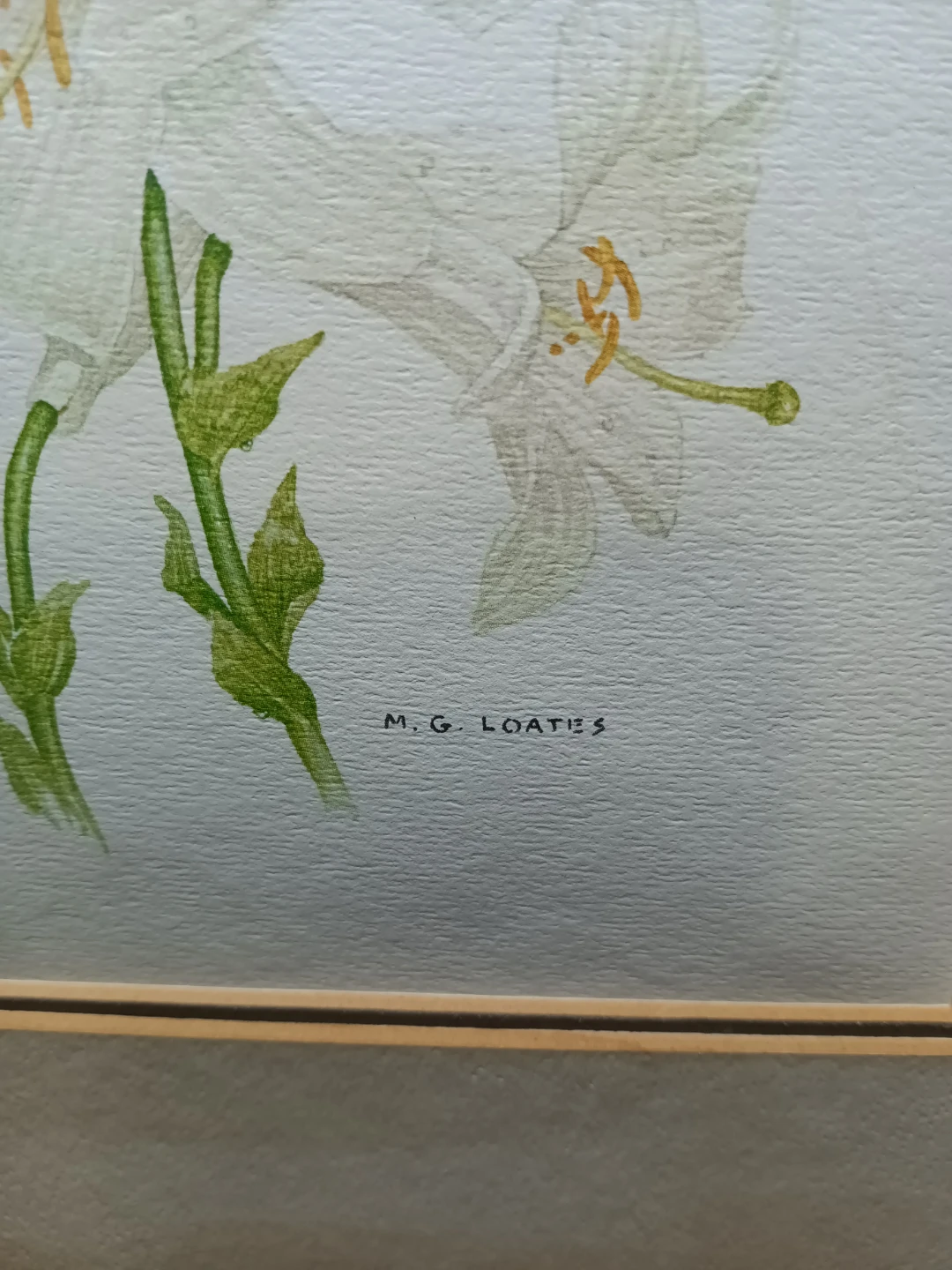 M.G. Loates Floral Art Print - photo 2