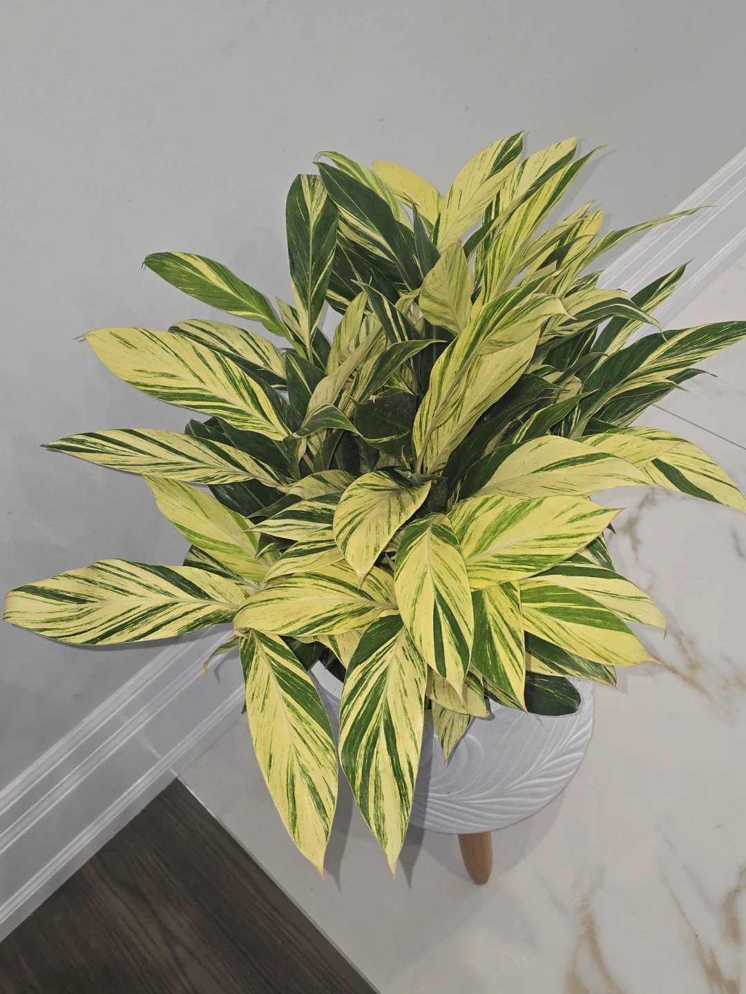 Variegated Ginger Plant - photo 3