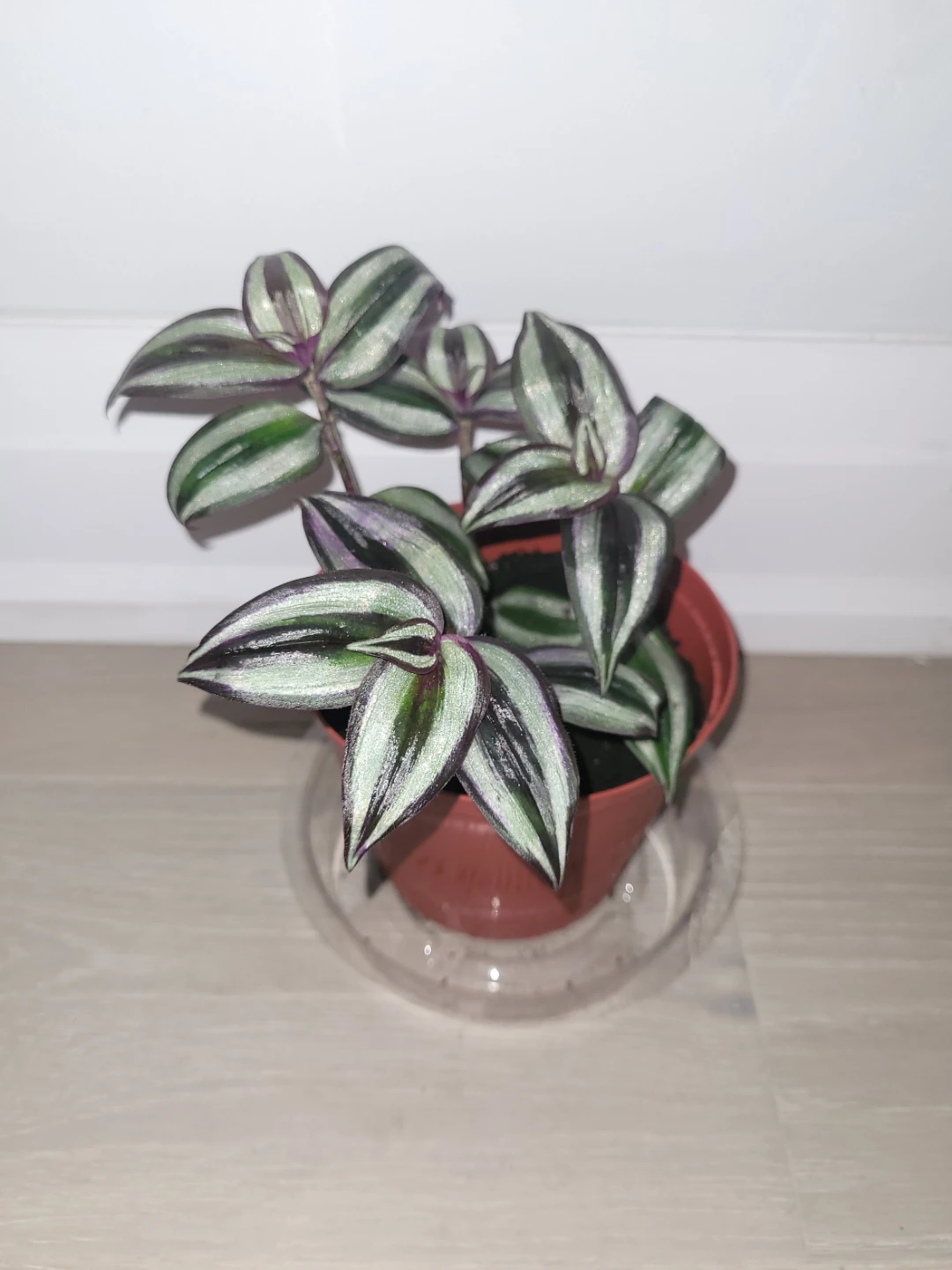 Silver Inch Plant