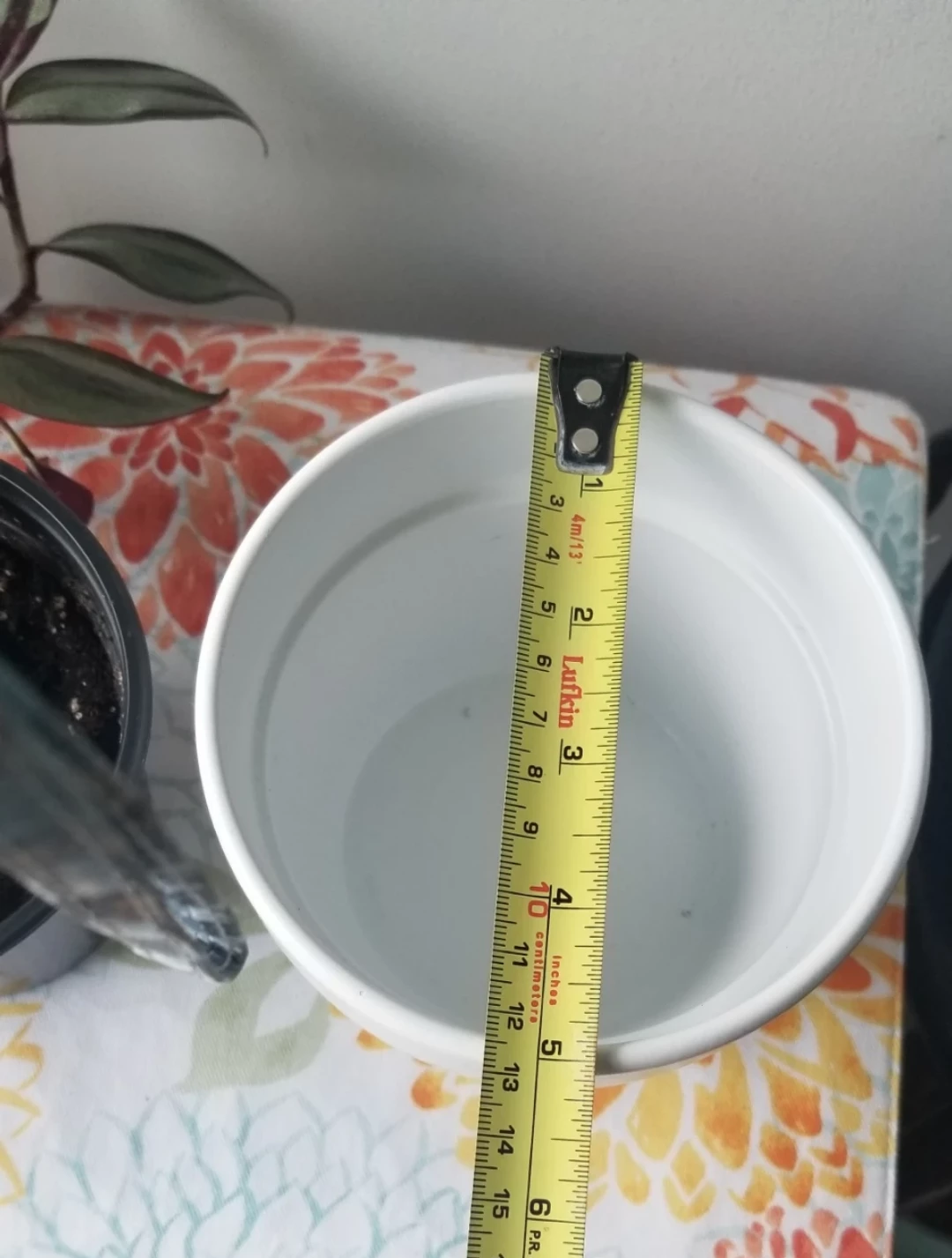Tradescantia Zebrina + White Ceramic Pot( Read Description) - photo 4