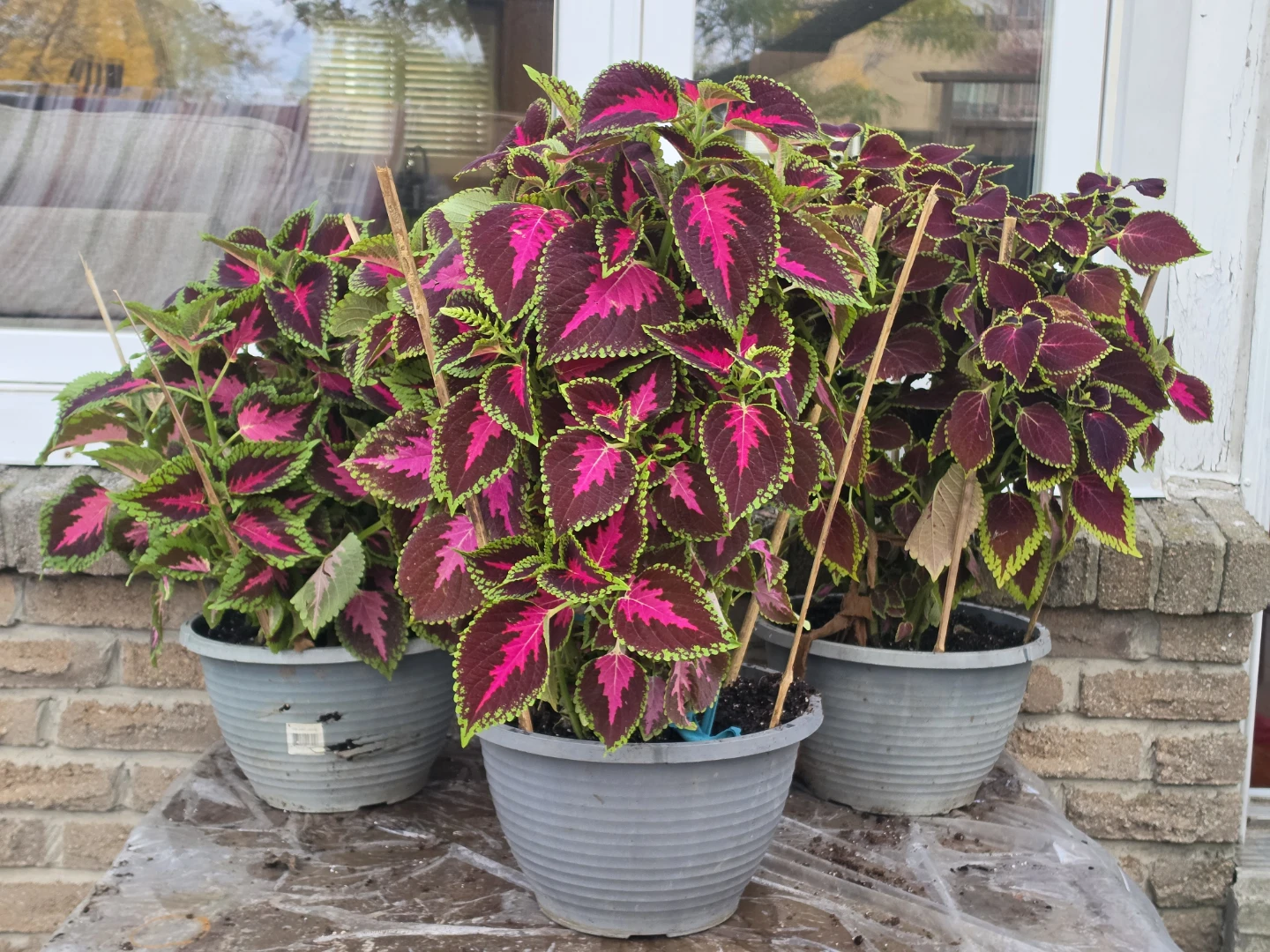 Coleus Plants - photo 2