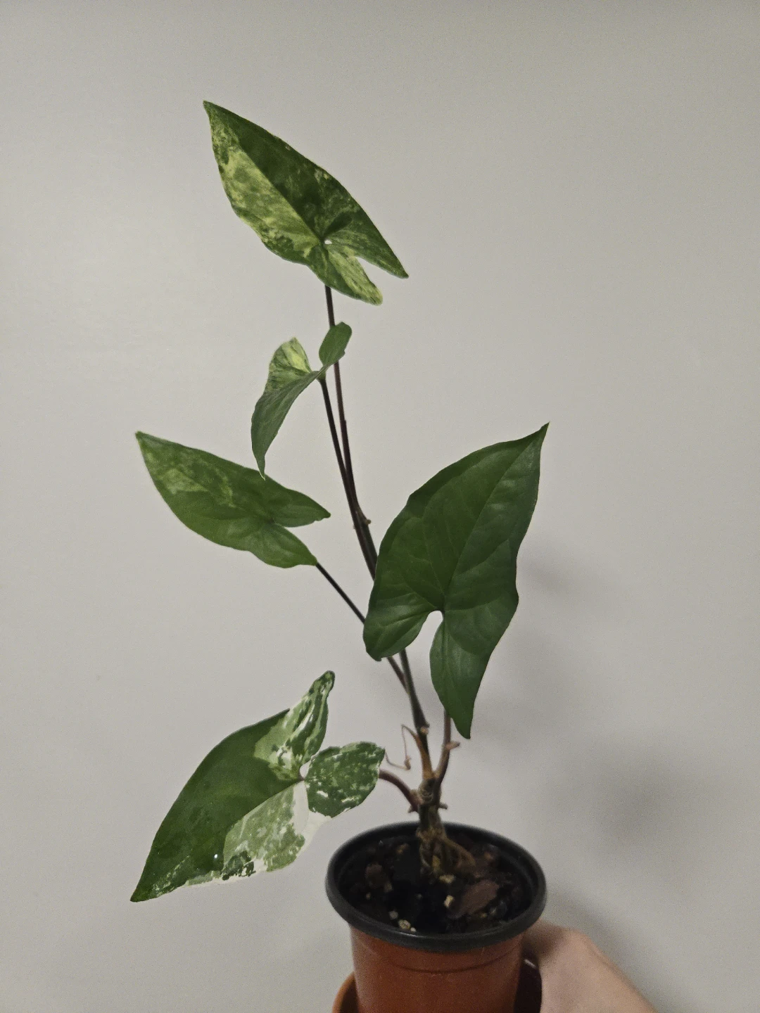 Syngonium Albo in 3.5"pot