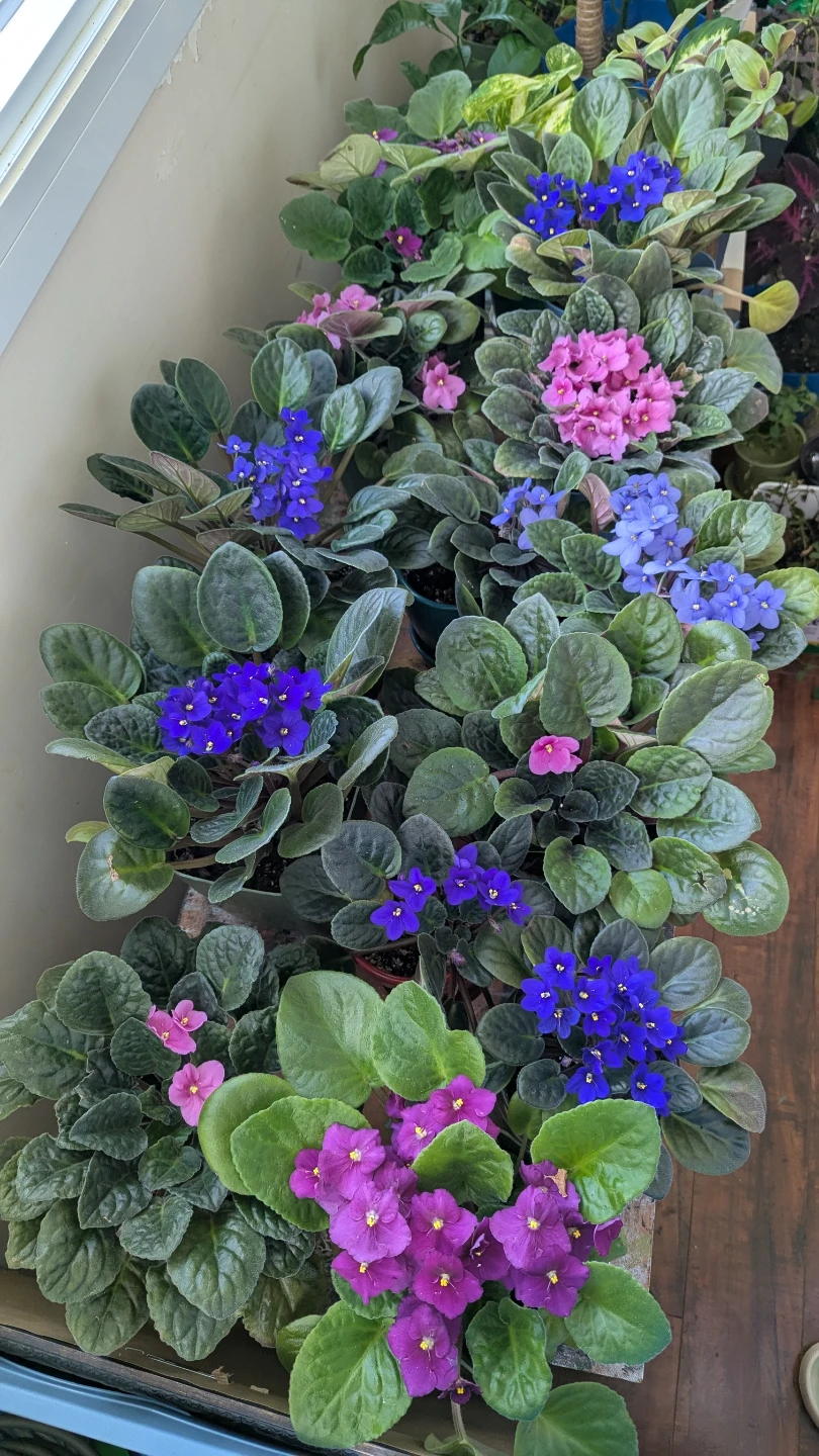 Healthy African Violet Plants