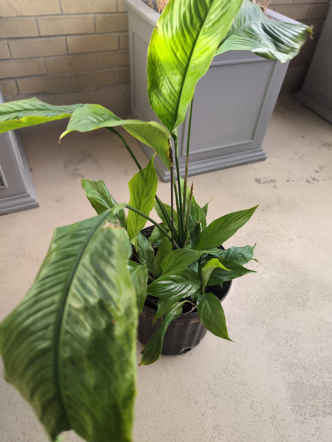 Peace Lily - Plant - photo 2