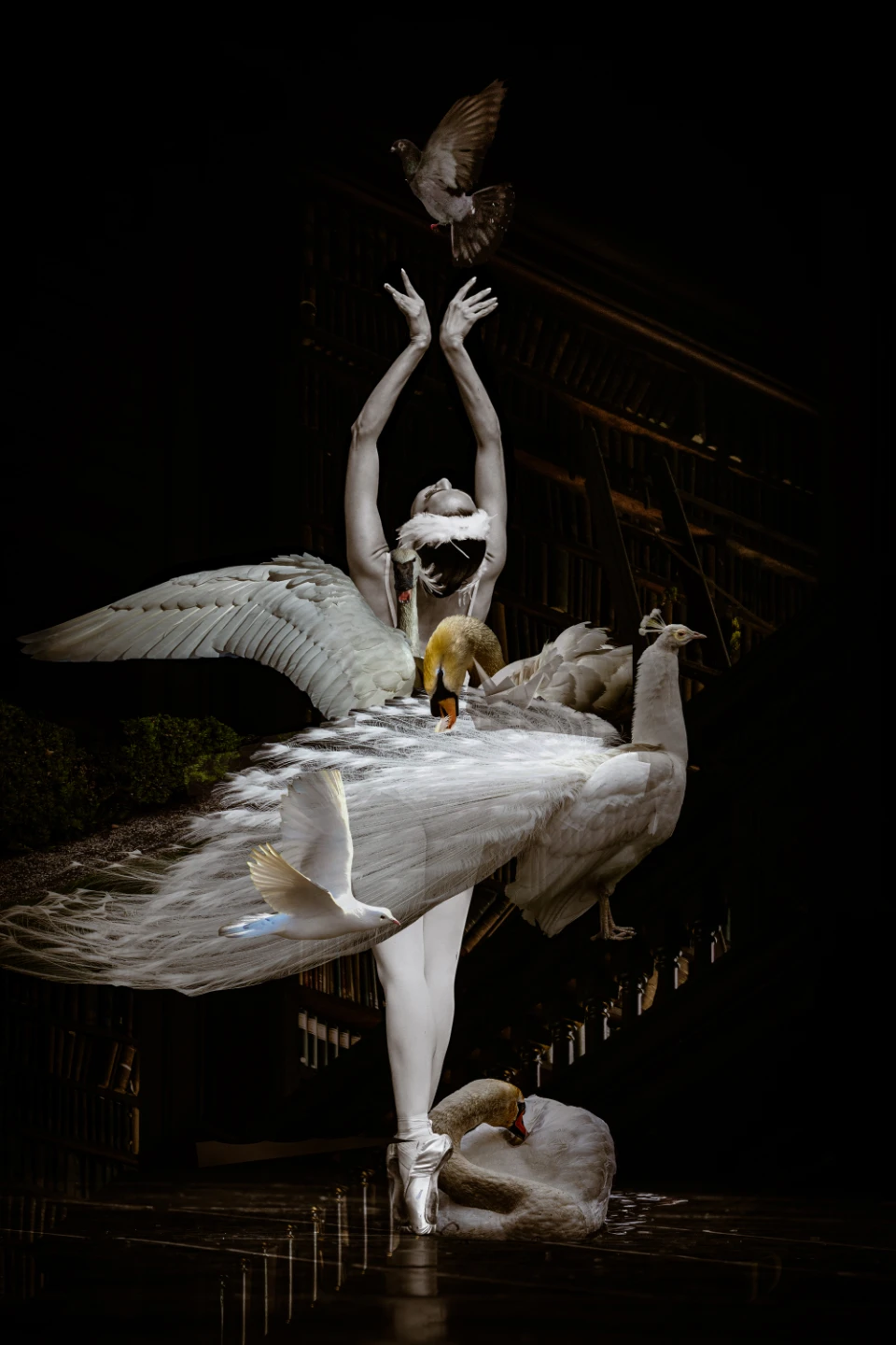 Swan Lake Ballet Canvas