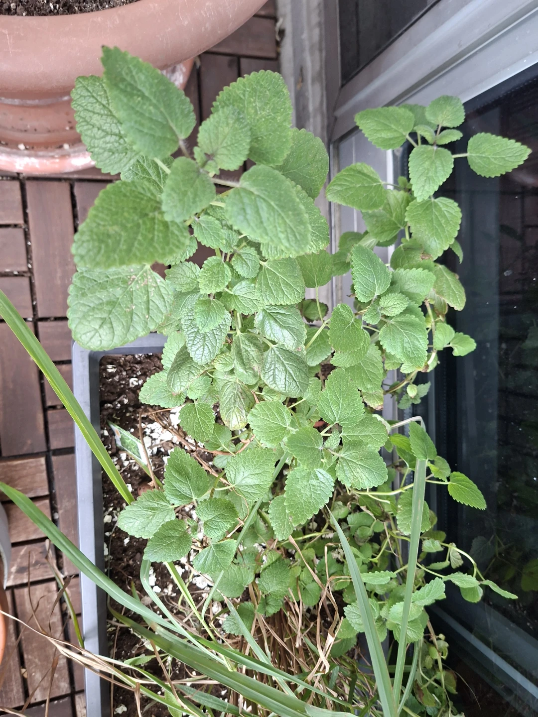 Lemonbalm Clippinfs/Plant