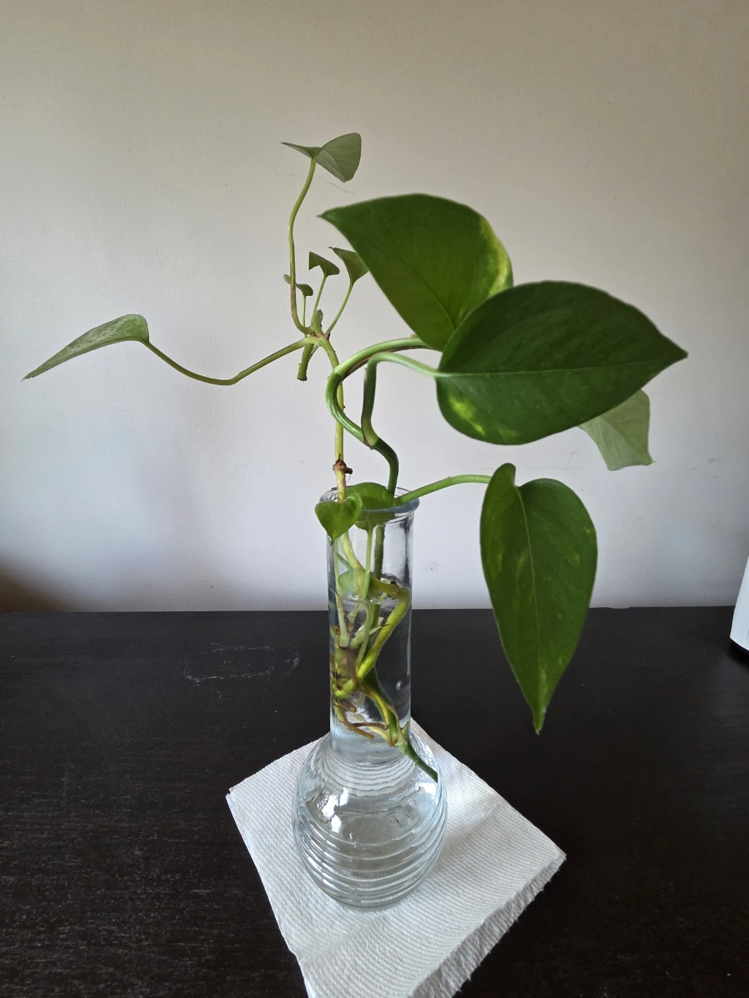 Golden Pothos cutting in glass vase - photo 3