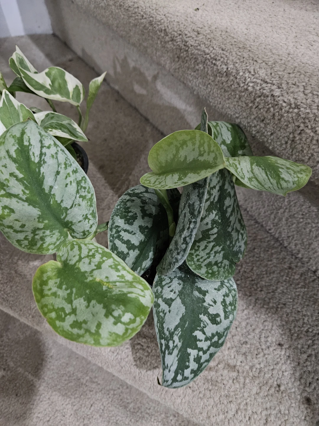 Scindapsus pictus Exotica plant 4" pot