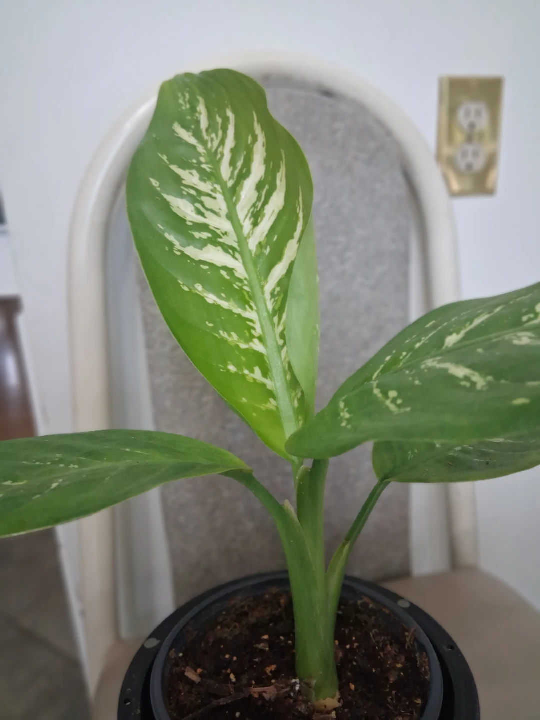 Dieffenbachia Houseplant