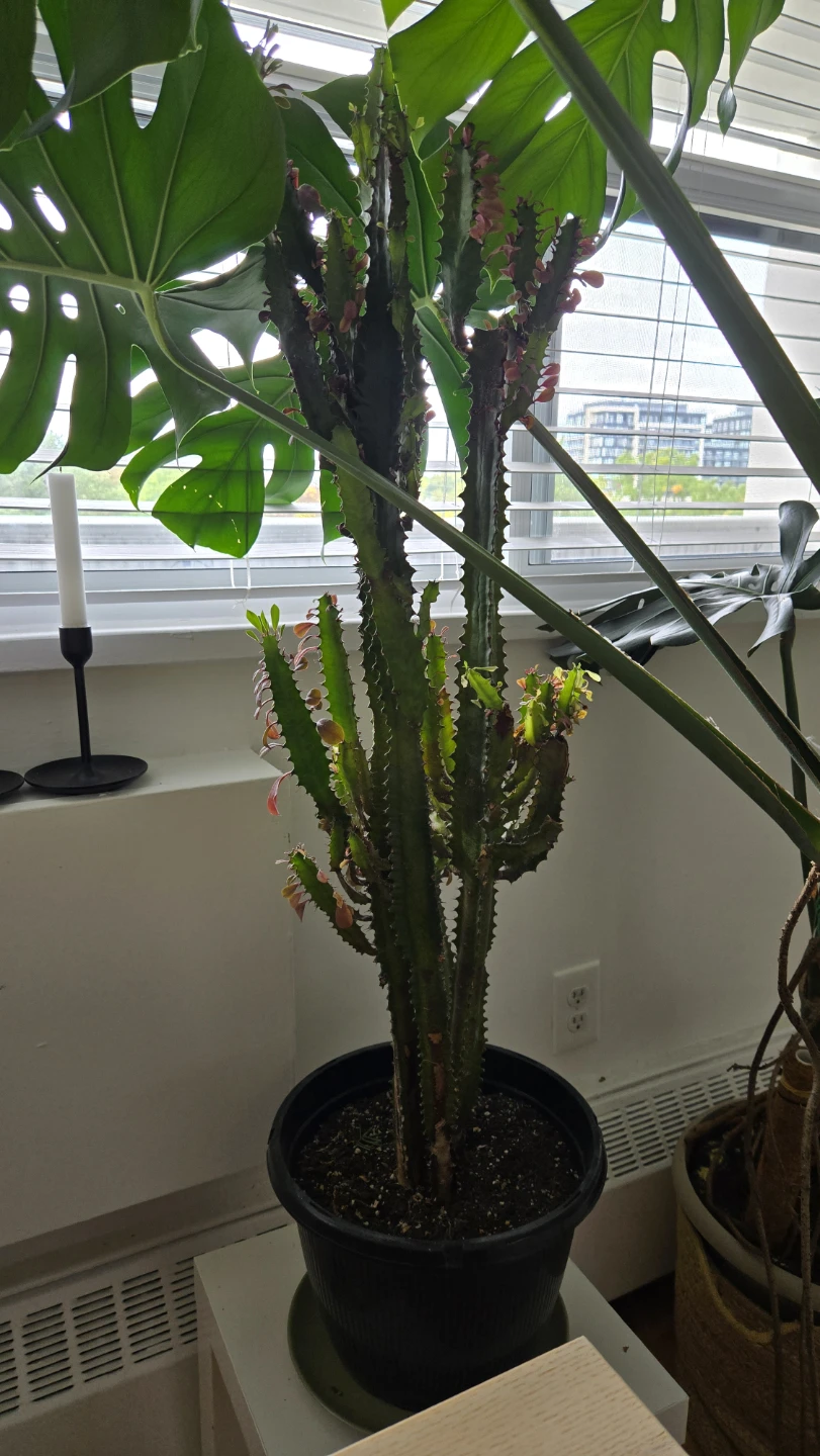 Euphorbia trigona African Milk Tree
