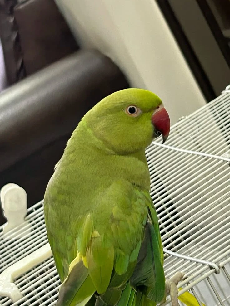 BIRD BOARDING AVAILABLE - photo 4