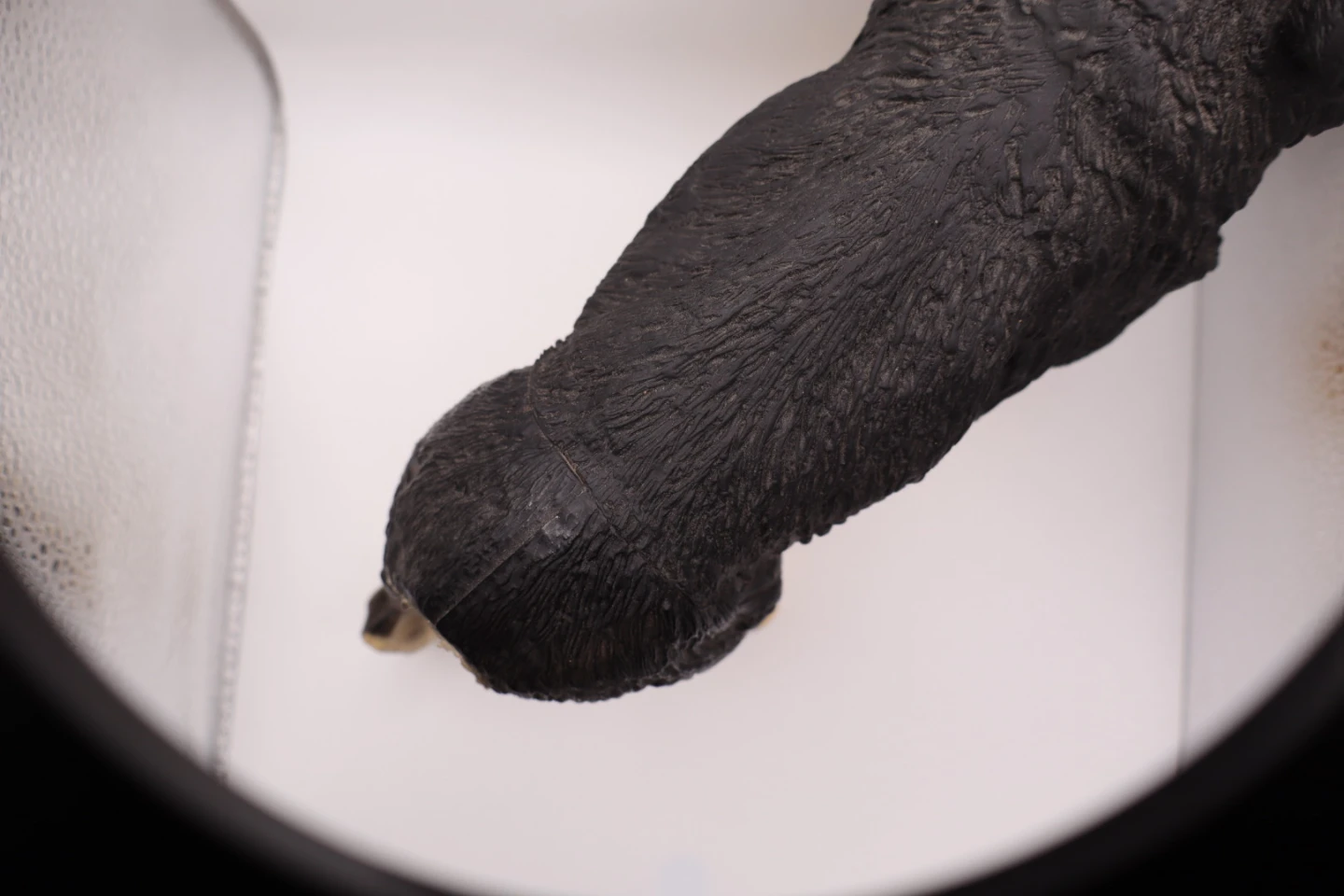 Electronic Wolf Toy Figure - photo 2