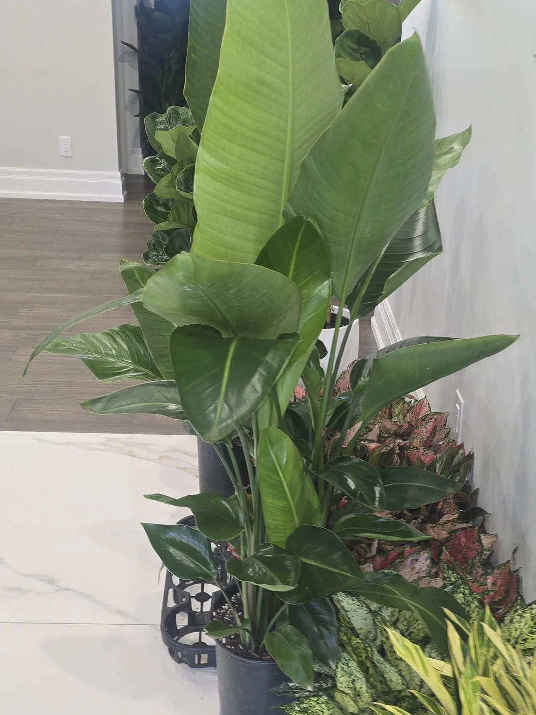 Bird of Paradise multiple plant pot.  5 feet - photo 3