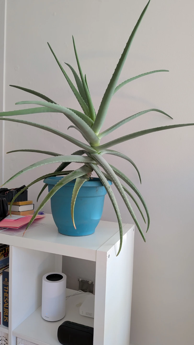 Large Healthy Aloe Vera Plant in Blue Pot - photo 2