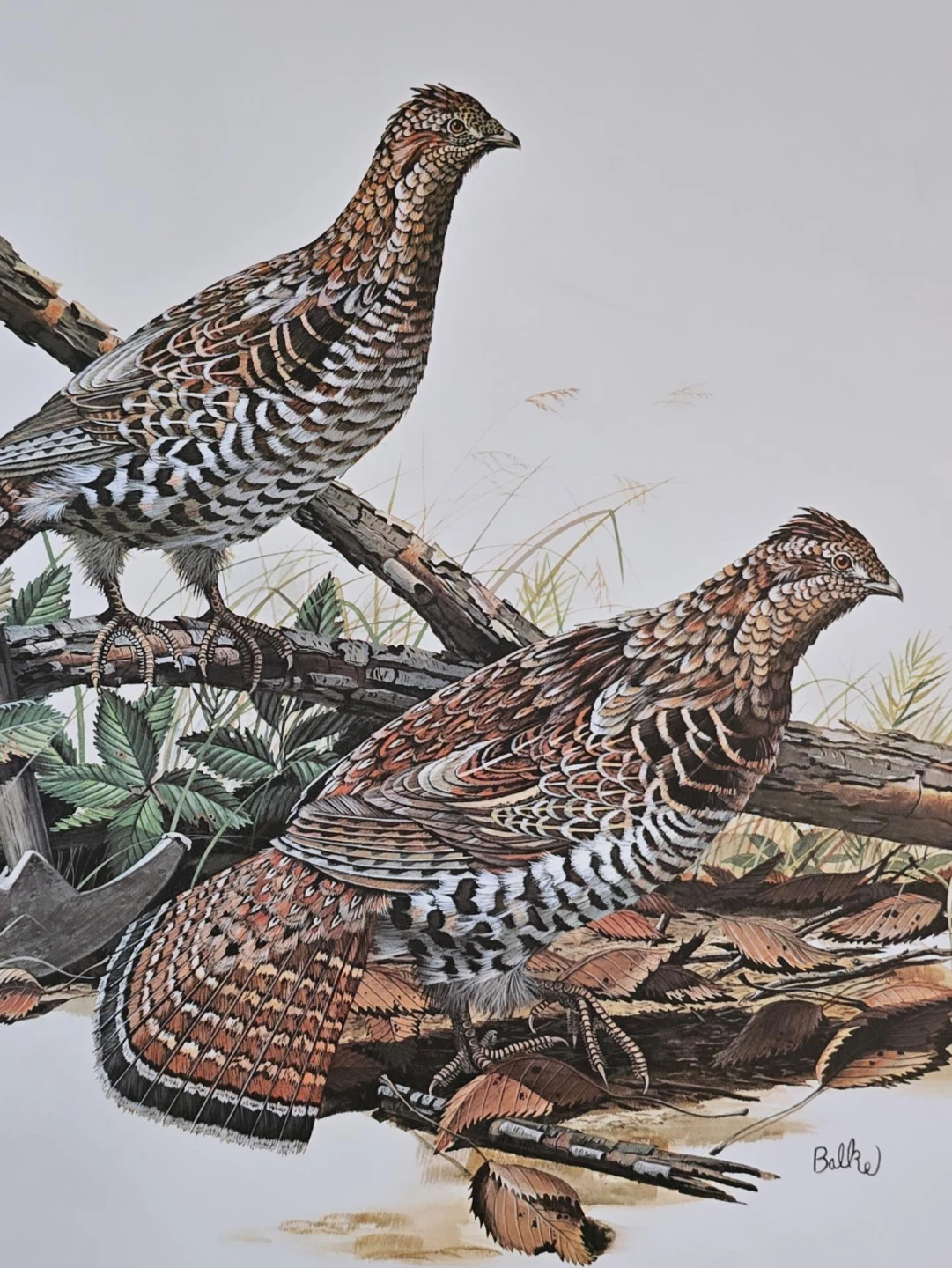 Vintage Ruffed Grouse Illustration Print - photo 2