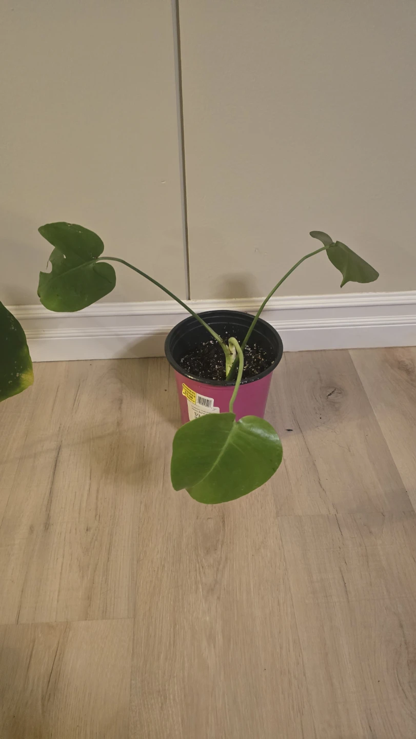 Starter Monstera Deliciosa - Well-Rooted Plant