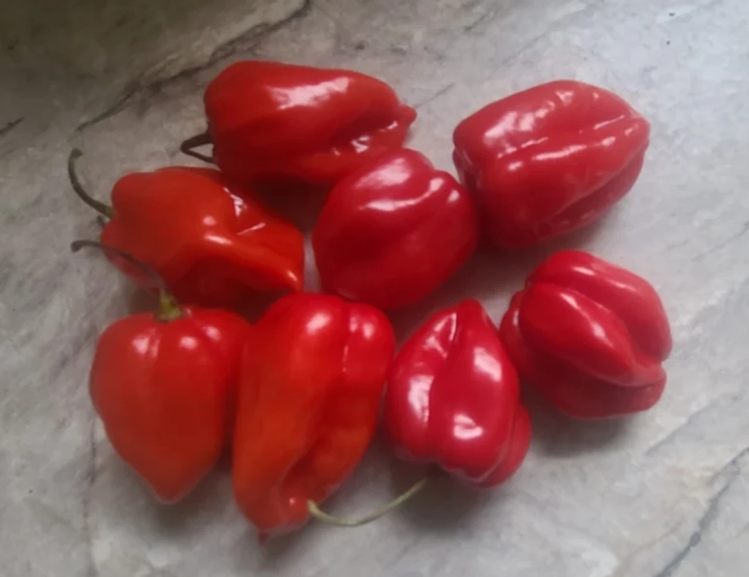 Fresh Red Habanero Peppers 🌶🌶🌶