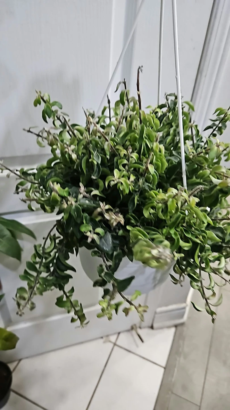 Curly lipstick plant Hanging Plant