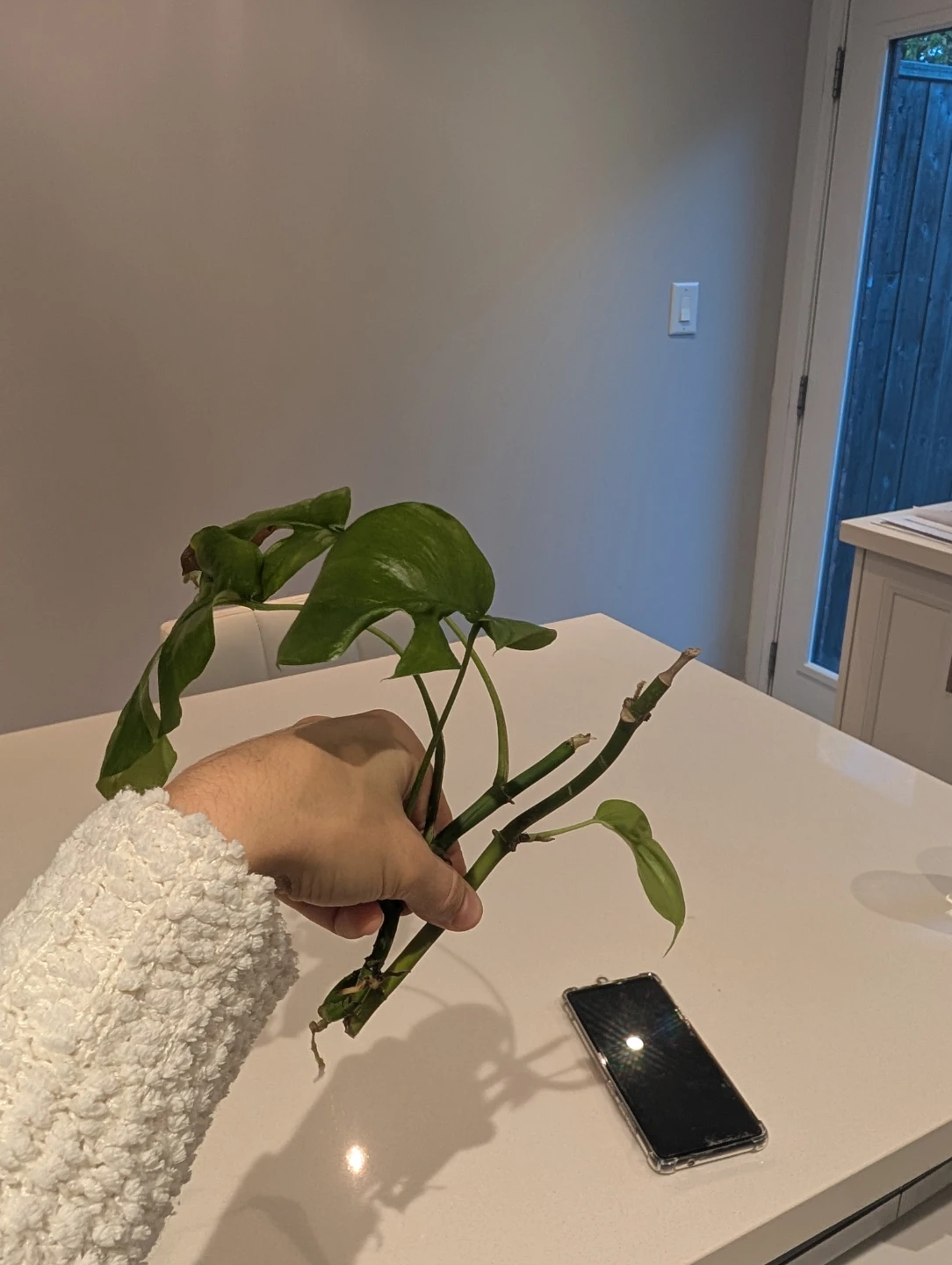 Rhaphidophora Tetrasperma 2 x Cuttings - photo 2