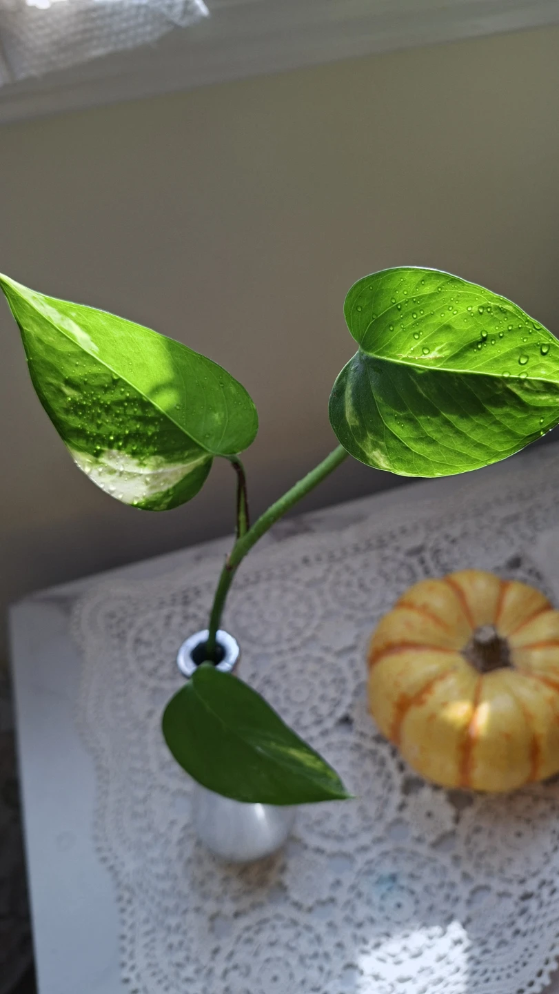 Small Silver Tone Bud Vase With Photo plant - photo 2