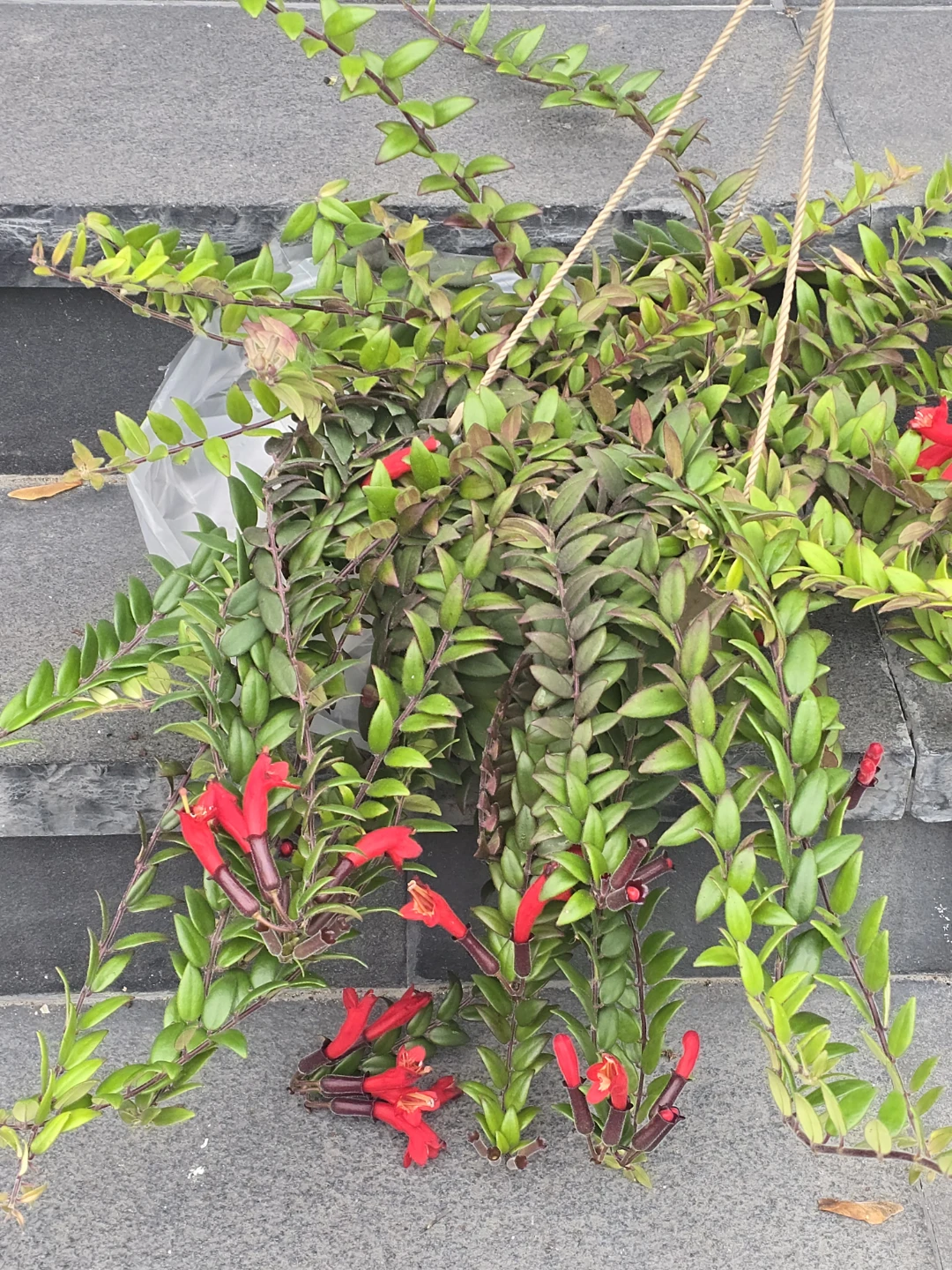 Lipstick Plant in 10"hanging Basket - photo 2