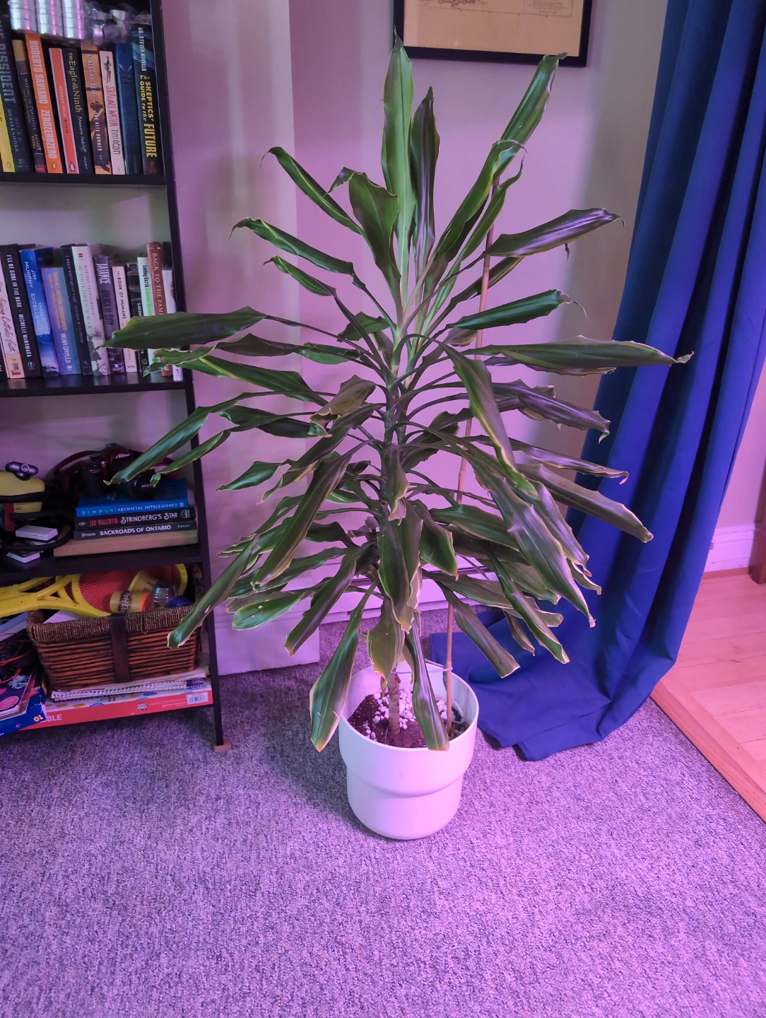 Large Dracaena Houseplant in White Pot
