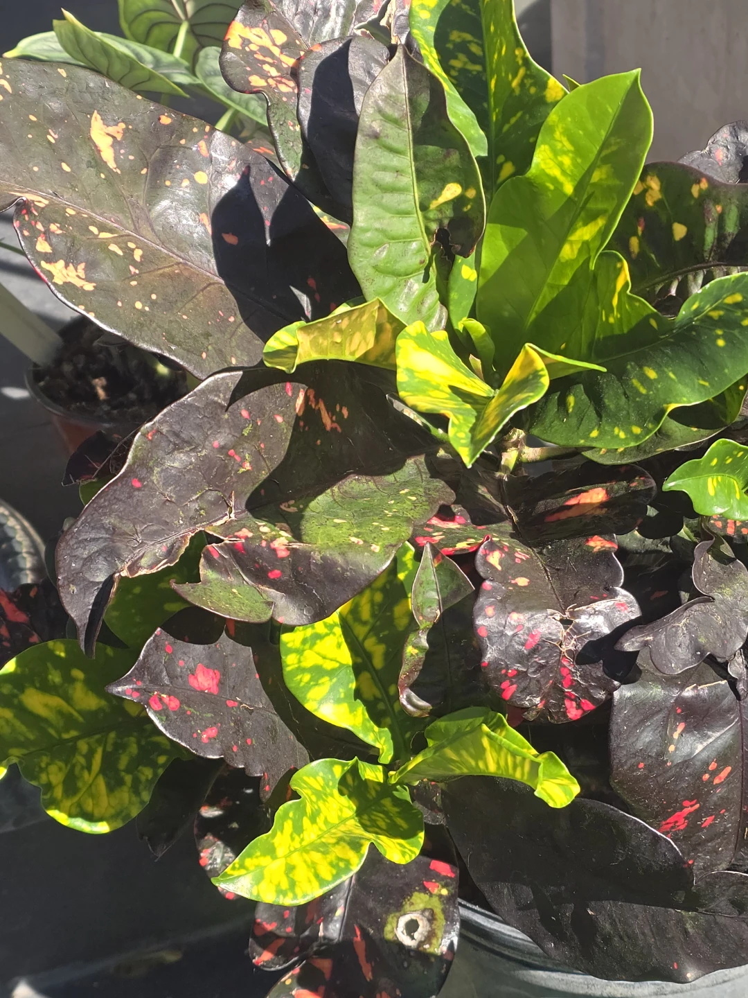 Codiaeum Variegatum Croton . 10"pot.  Large plant