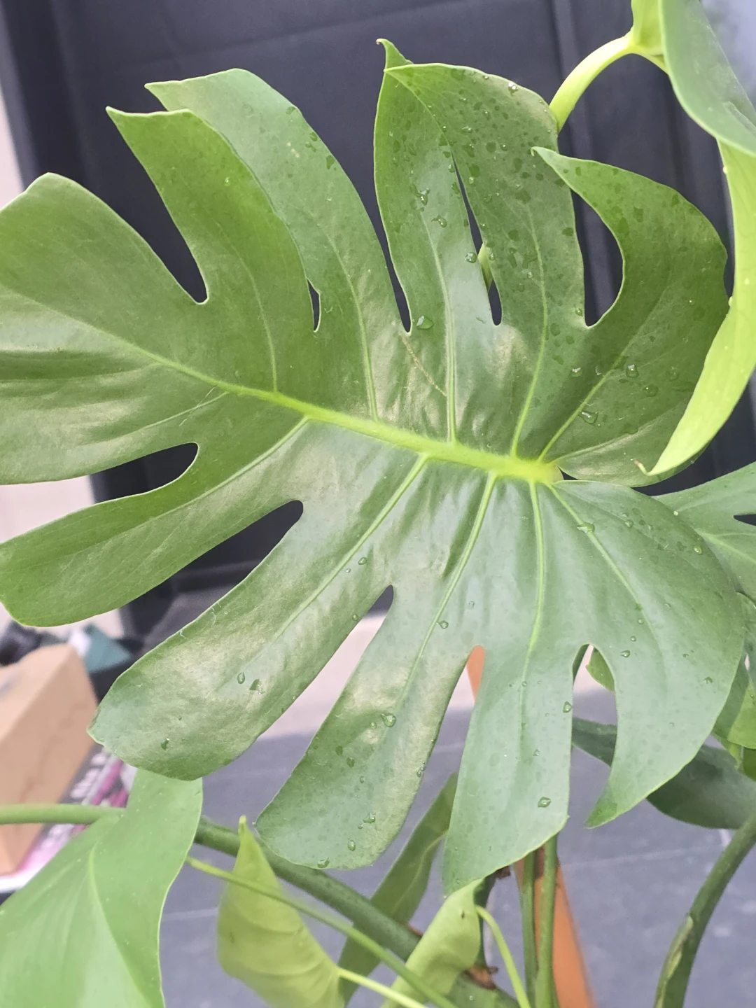 Monstera Deliciosa Plant