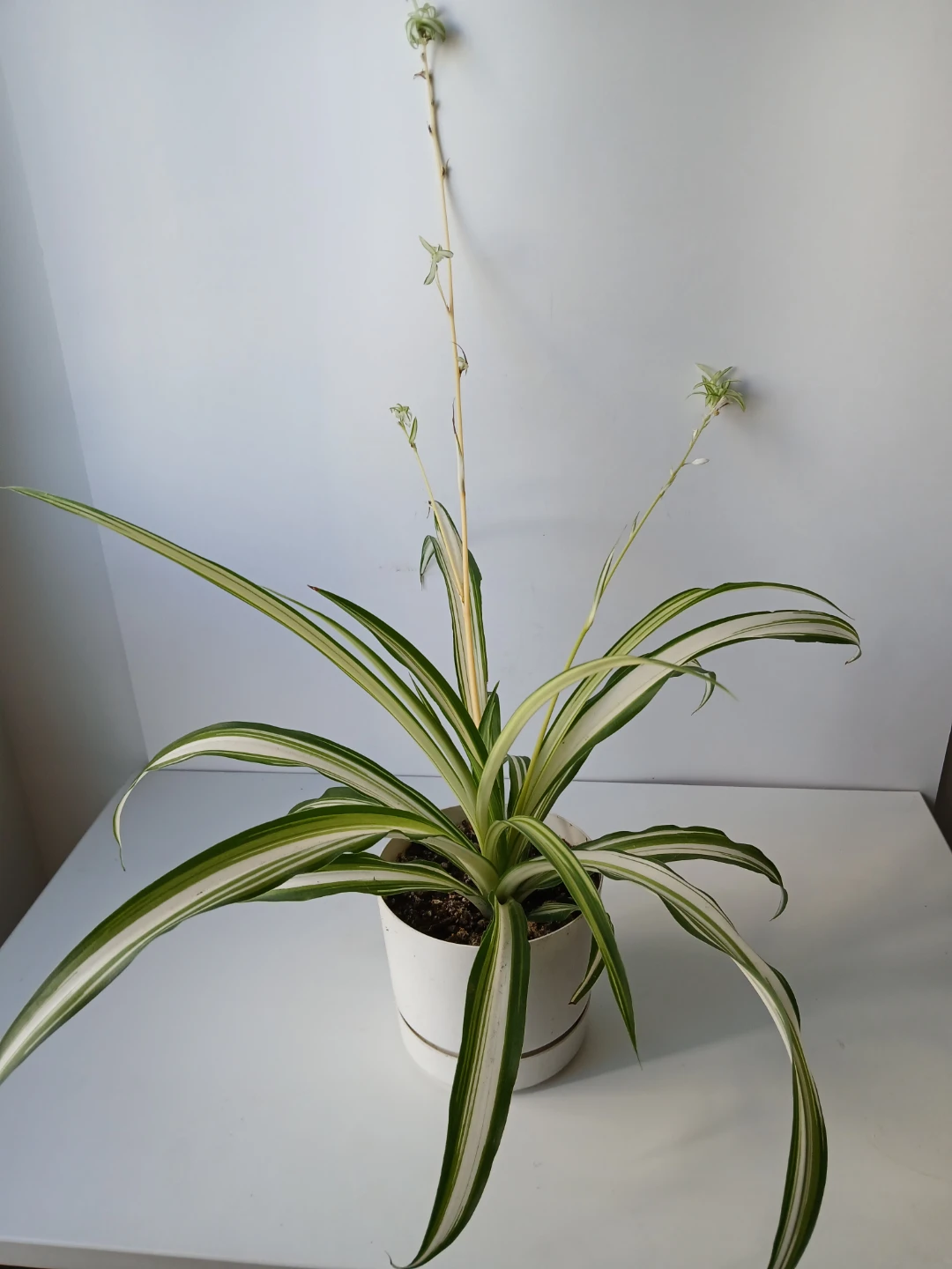 Spider Plant in White Pot. It's available! - photo 2