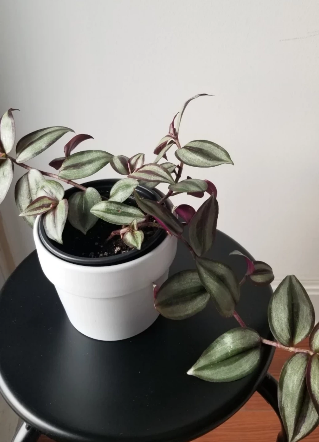 Tradescantia Zebrina+White Ceramic Pot( Read Description)