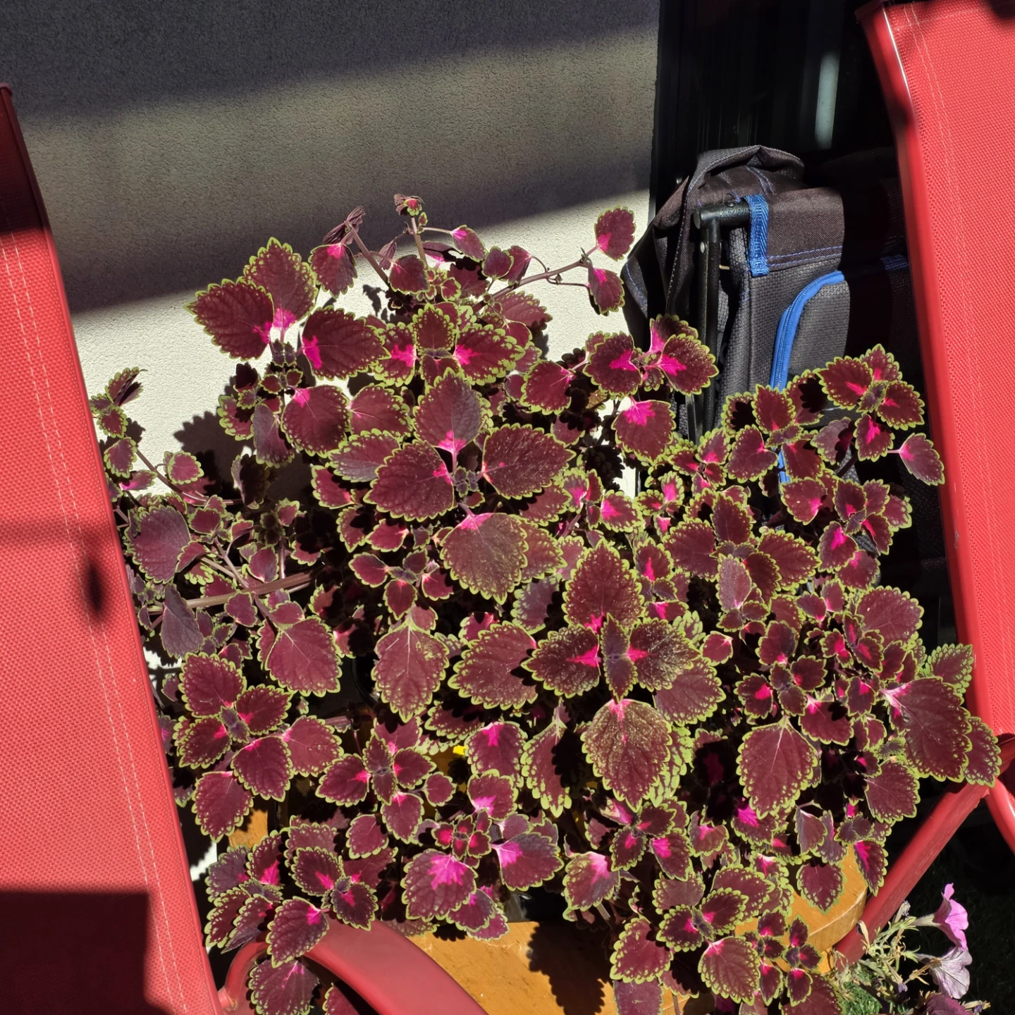 Stunning Burgundy Solenostemon (Coleus) 🌿 - photo 2