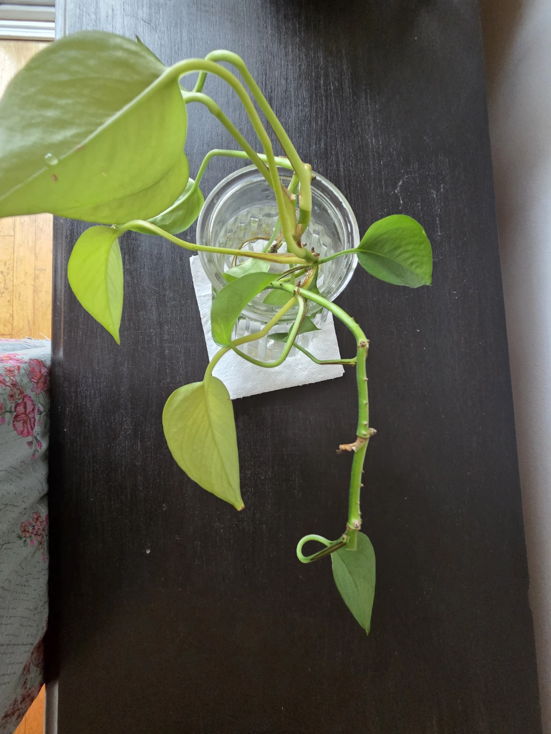 Golden Pothos cutting in glass vase - photo 2