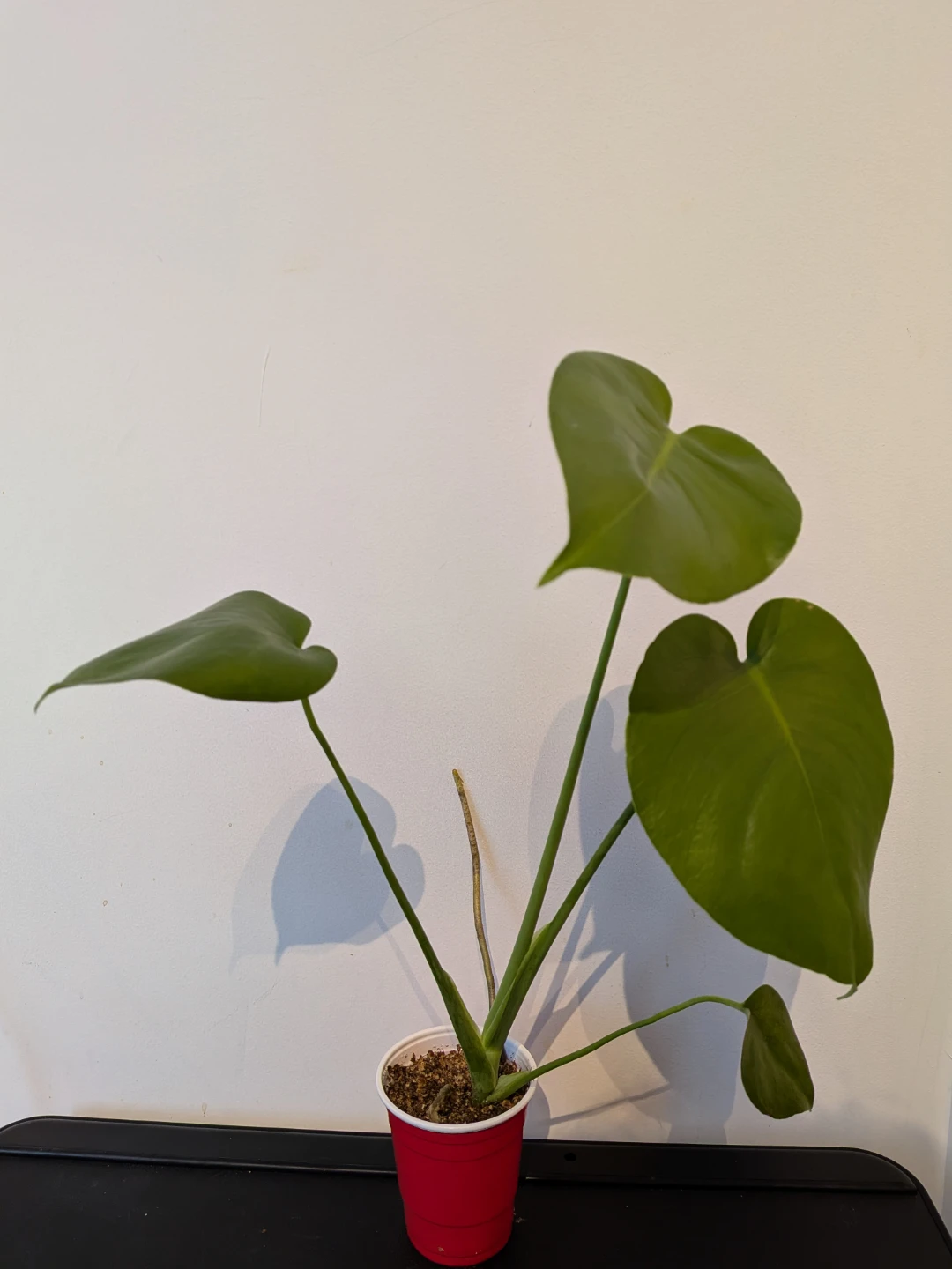 Monstera Deliciosa Plants - photo 5