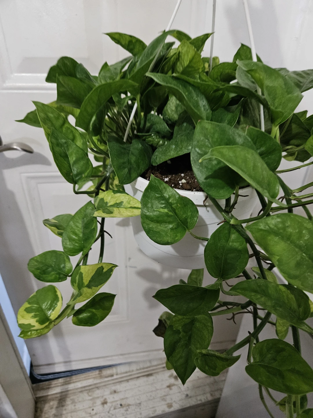 Lemon meringue Pothos Hanging Plant - photo 2