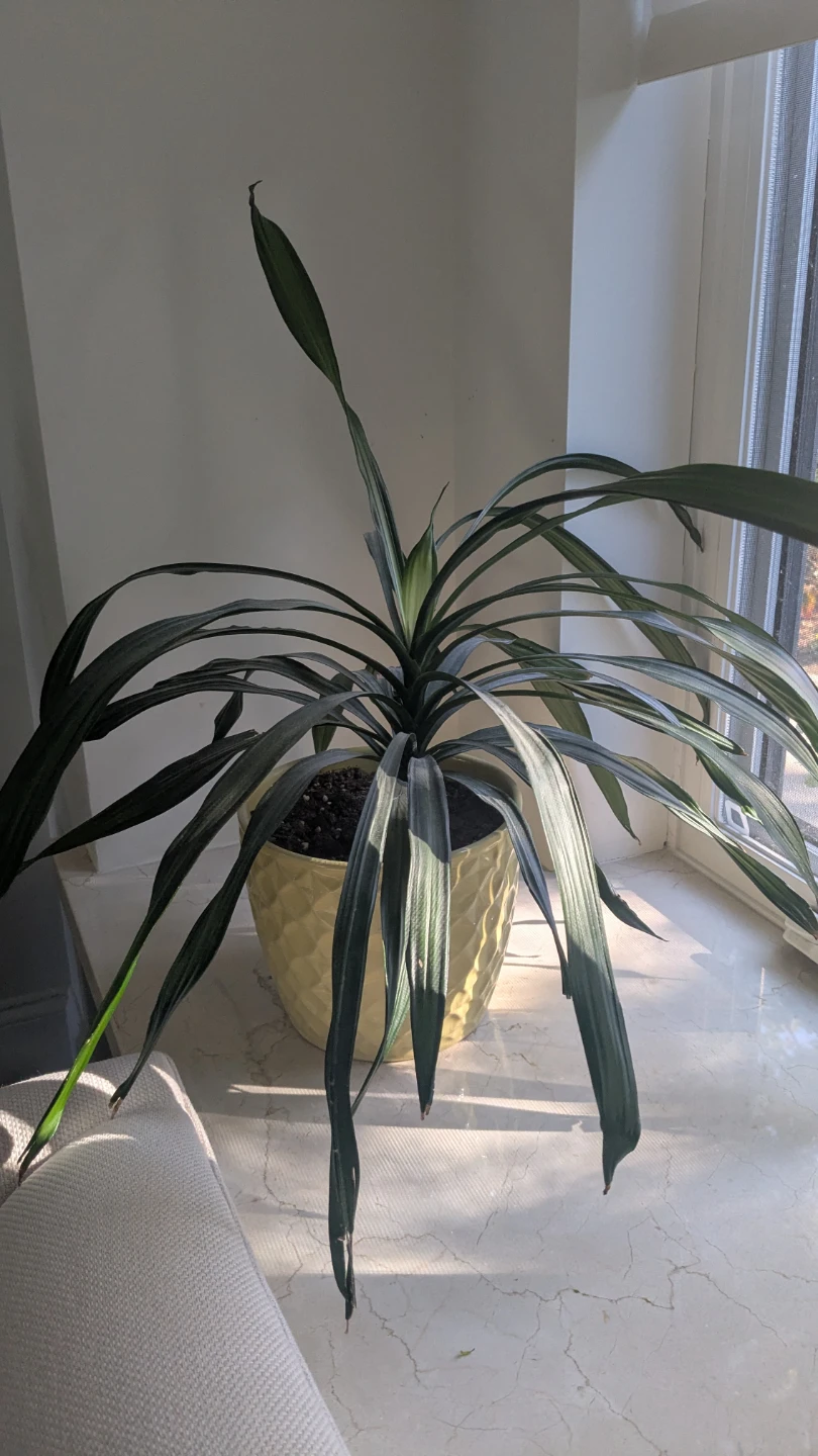 Dracaena plant in yellow ceramic pot