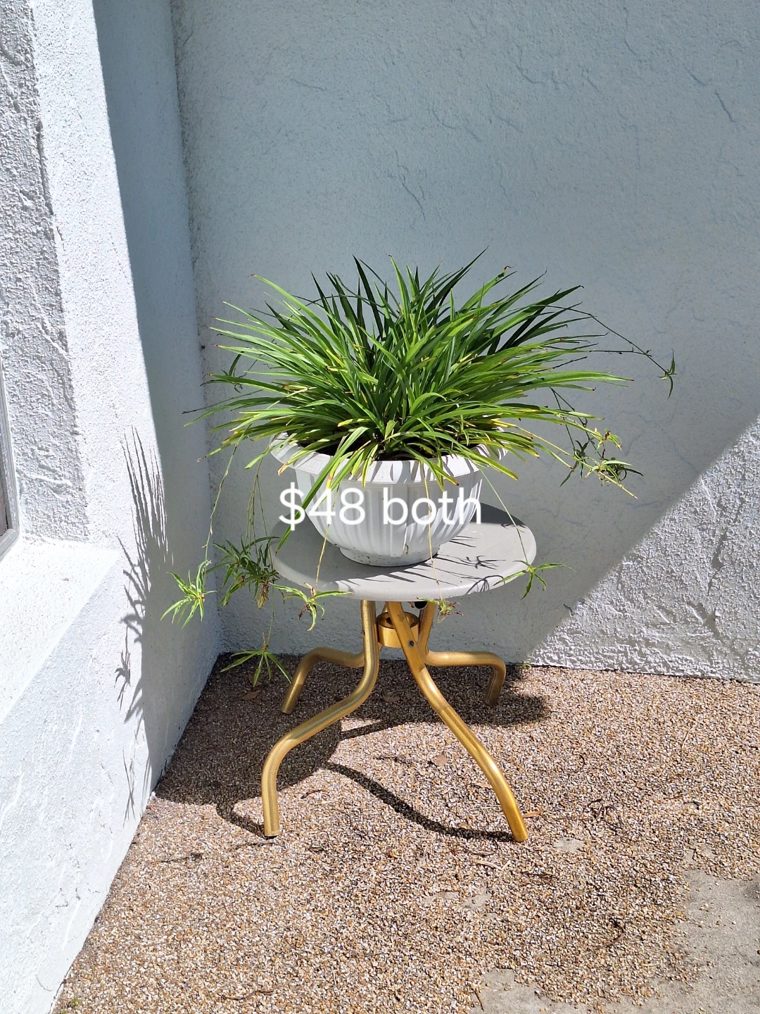 Spider Plant with Gray Pot