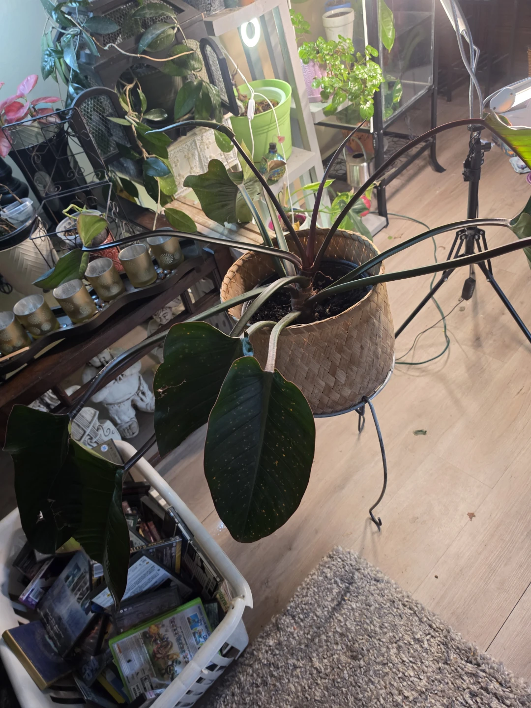 Philodendron houseplant in woven basket