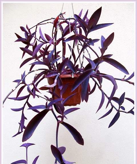 FREE Purple Heart Plant Cuttings