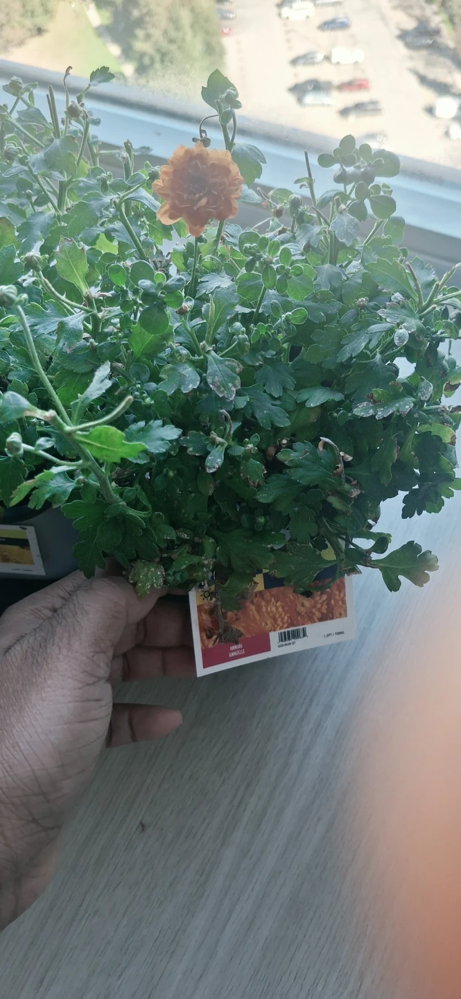 1.5PT Mum Plants.. 2 plants for $5 - photo 3