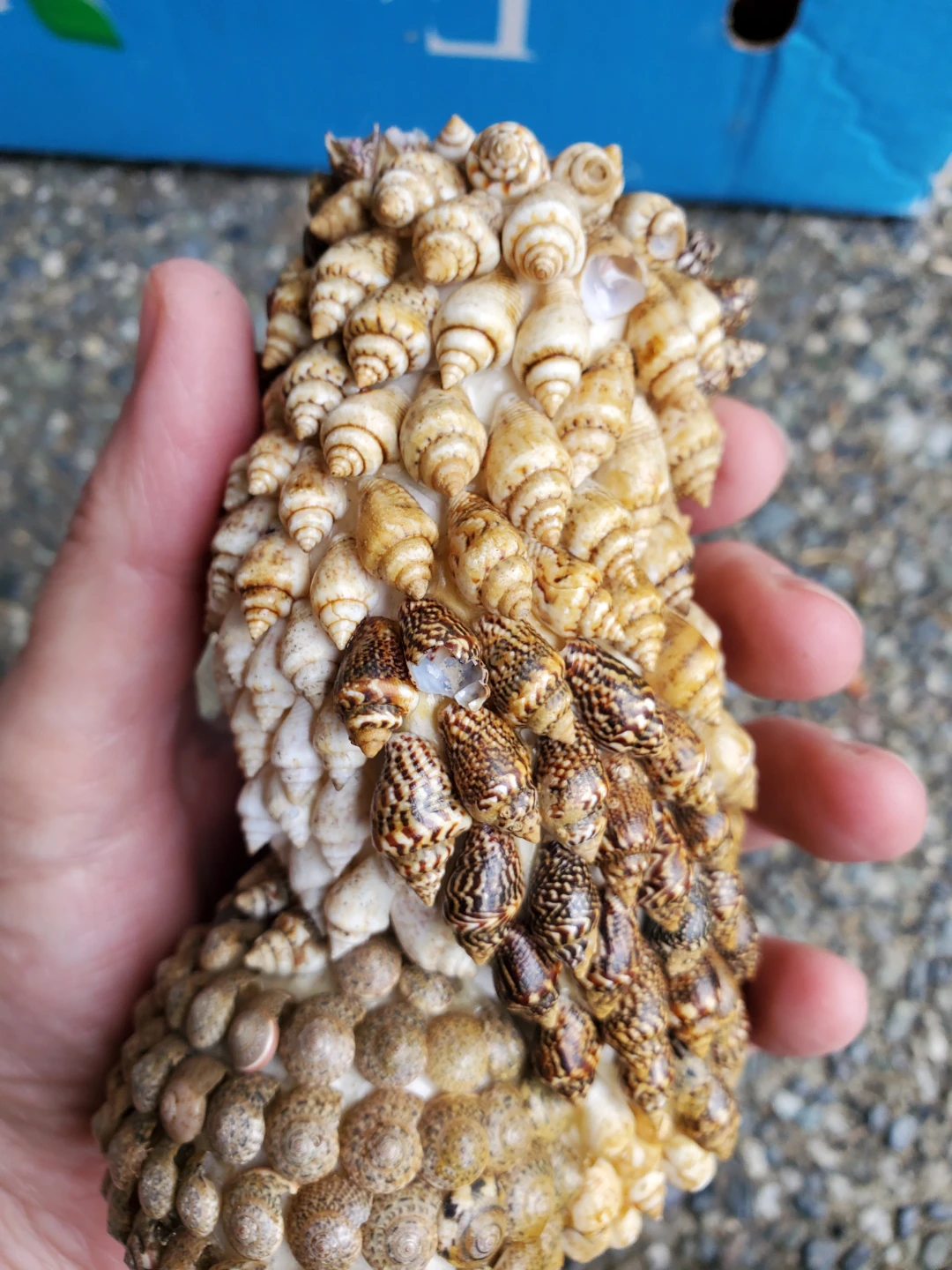 Handmade Seashell Owl Figurine - photo 2